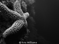 Starfish by Kris Williams 